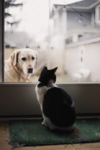 dog & Cat